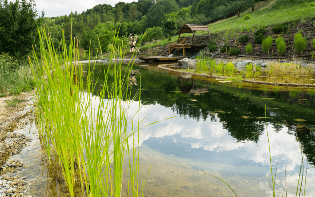 Traitement biologique de votre piscine naturelle