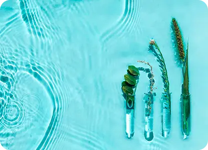 Eau et plantes